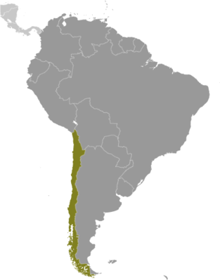 Map showing the location of Chile